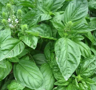 Aromatic Flower Medicinal And Edible Aromatic Plants Ocimum 'Large Leaf Flower heirloom non-gmo organic garden seeds