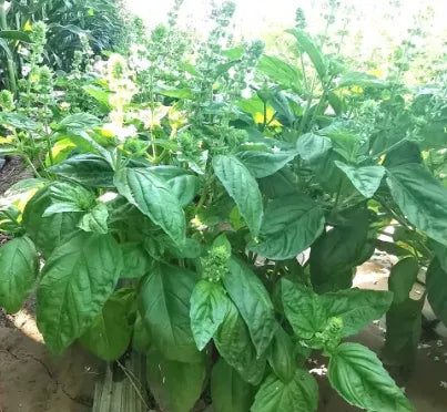 Aromatic Flower Medicinal And Edible Aromatic Plants Ocimum 'Large Leaf Flower – Heirloom, Non-GMO, High Germination Organic Garden Seeds