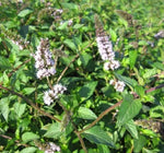 Aromatic Garden Flower Wild Mint Flower For Sowing heirloom non-gmo organic garden seeds