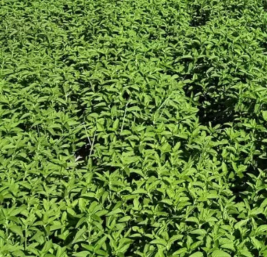 Aromatic Garden Flower Wild Mint Flower For Sowing – Heirloom, Non-GMO, High Germination Organic Garden Seeds