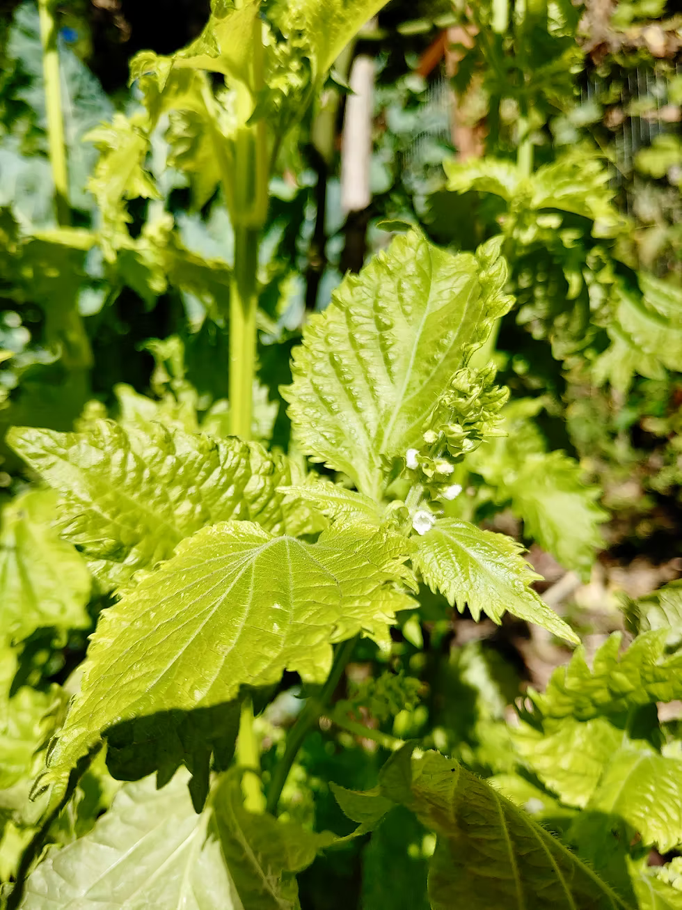 Aromatic Shiso leaves, seeds for planting vigorous annual with perennial look