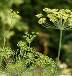 Close-up of the delicate, aromatic foliage (dill weed) of the Bouquet Dill plant.