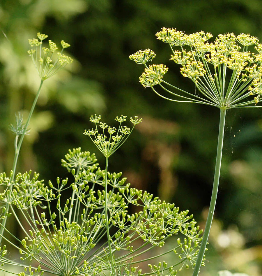 Close-up of the delicate, aromatic foliage (dill weed) of the Bouquet Dill plant.