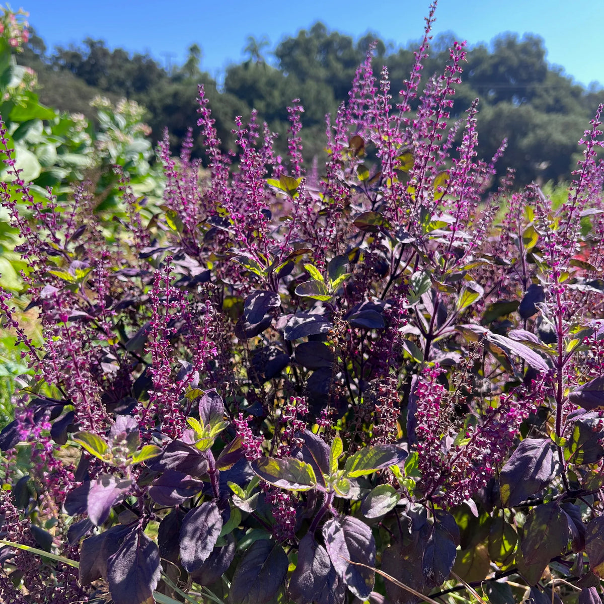 Hand harvesting aromatic Holy Basil (Tulsi) leaves for making calming herbal tea.