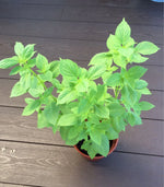 Close-up of the bright green leaves of the Aromatic Lemon Basil plant.