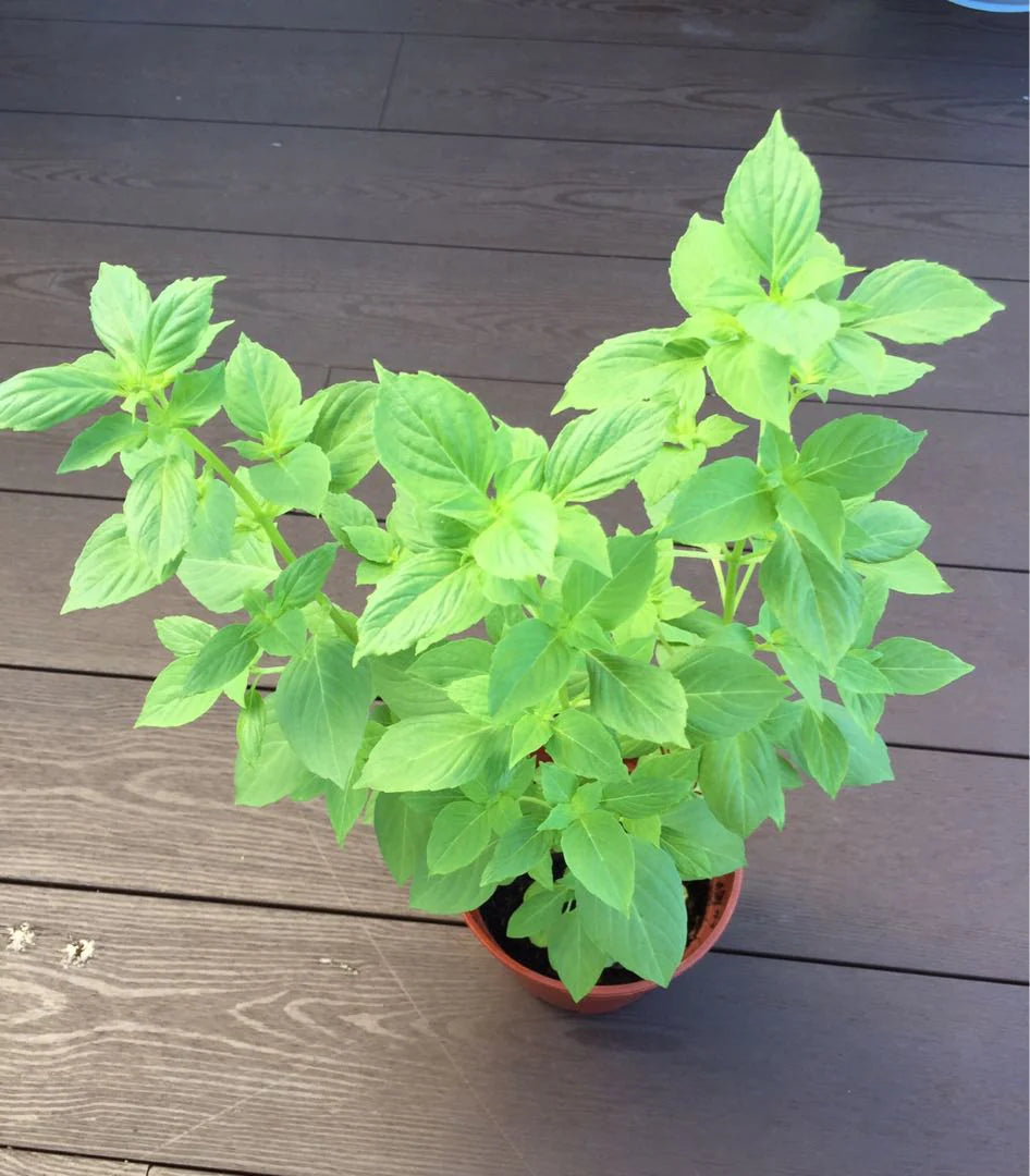 Close-up of the bright green leaves of the Aromatic Lemon Basil plant.