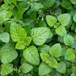 Close-up of the crinkled leaves of the aromatic Lemon Balm Melissa plant.