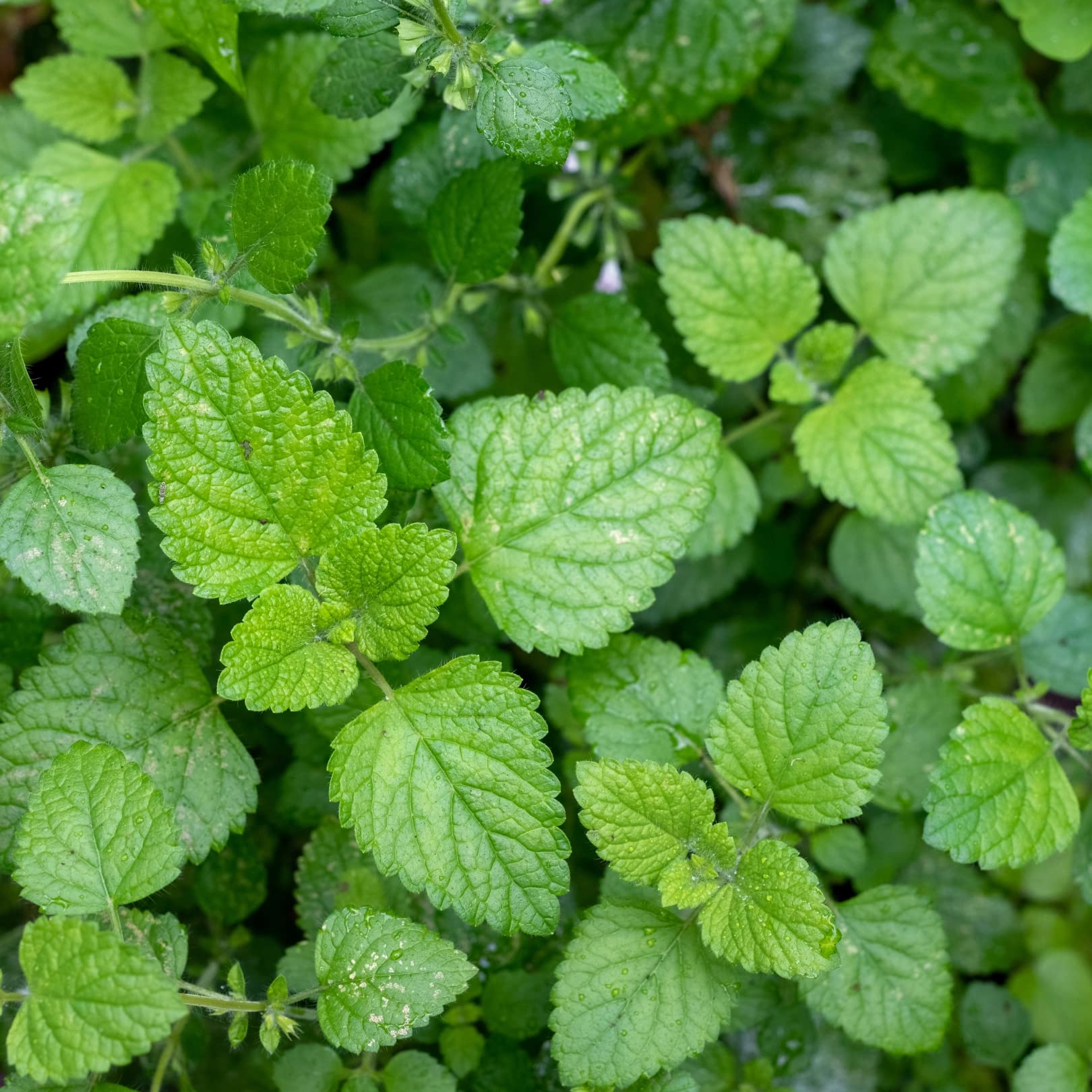 Close-up of the crinkled leaves of the aromatic Lemon Balm Melissa plant.