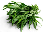 Aromatic herb_Tarragon plant_perennial_garden