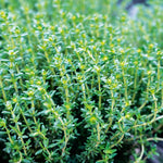 Hand harvesting aromatic Winter Thyme leaves for culinary use and seasoning.