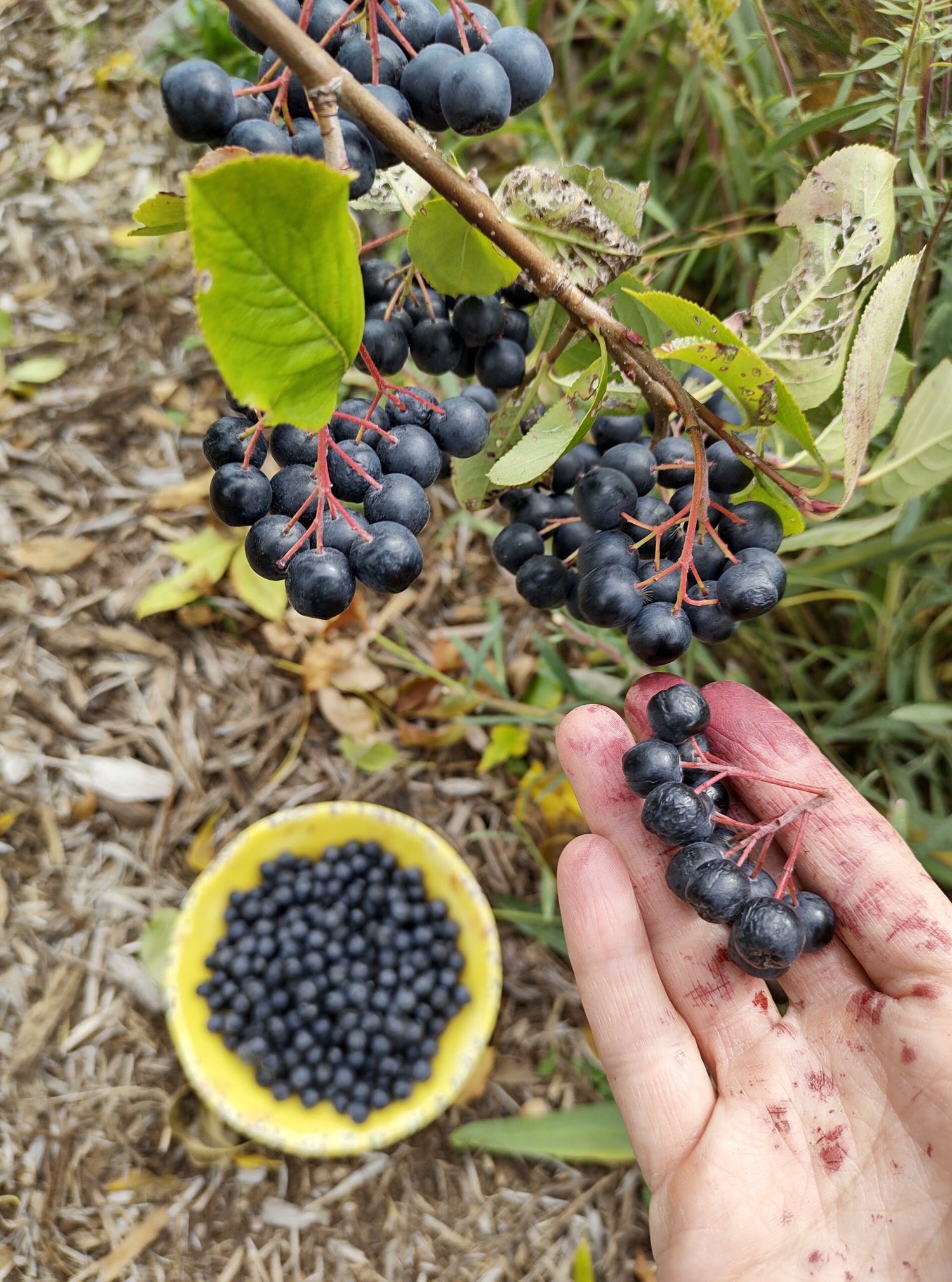 Aronia Berry Seeds (Aronia melanocarpa)