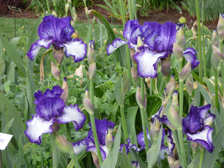 Art Deco Tall Bearded Iris