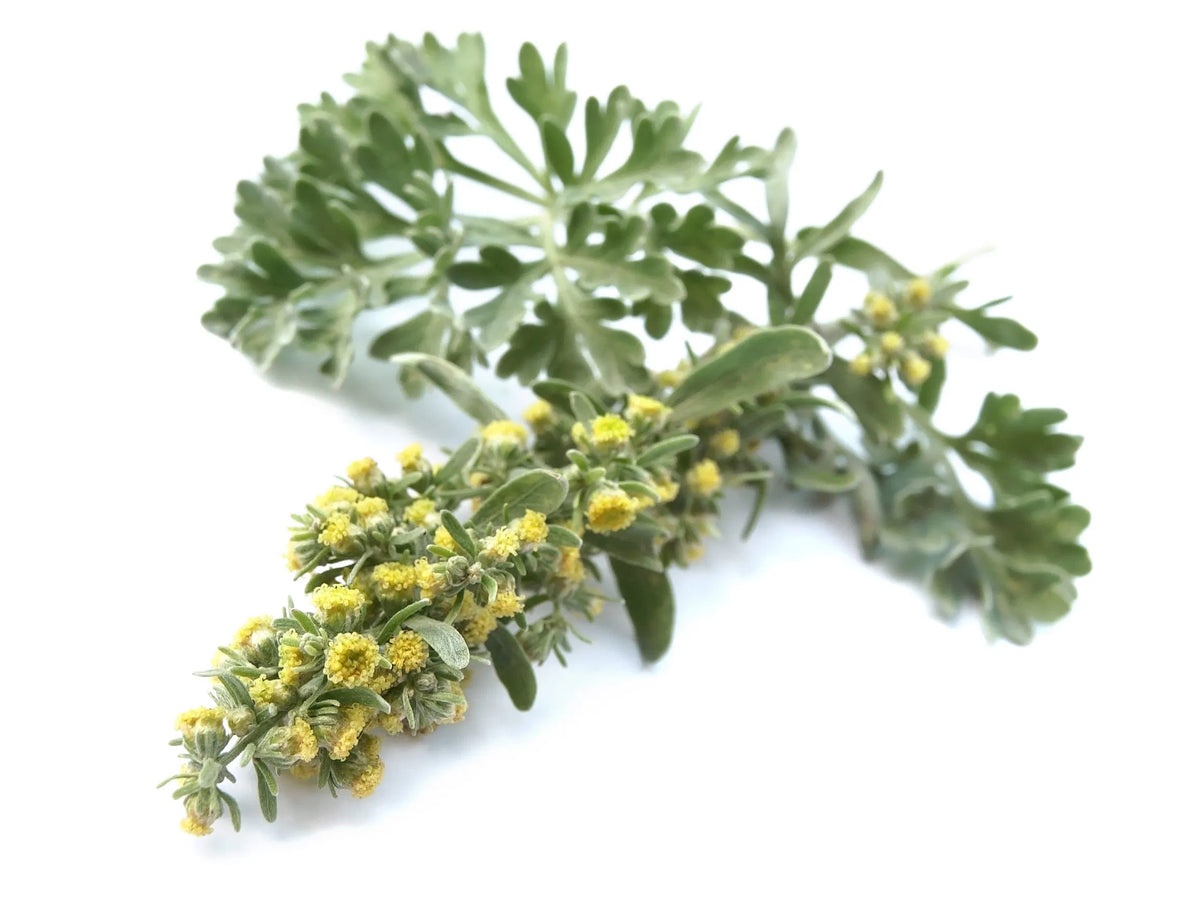 Artemisia absinthium seeds, drought-tolerant perennial for urban garden planting