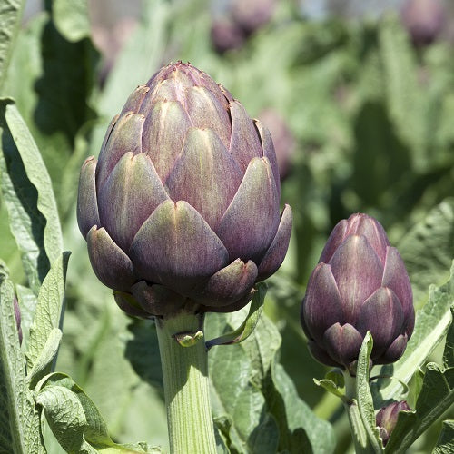 Artichoke Seeds - Violet de Provence