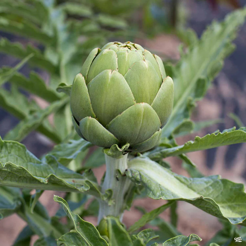 Artichoke plant_edible landscaping_home garden_perennial