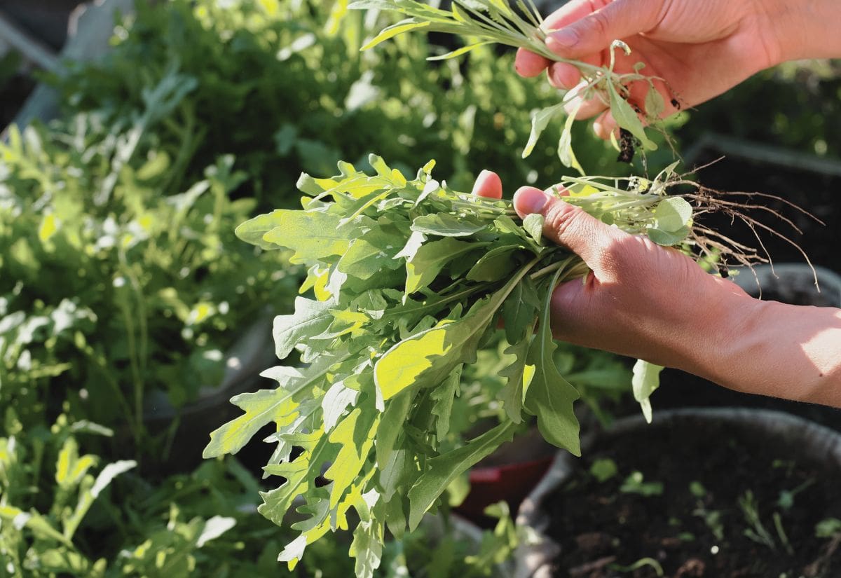 Runaway Salad Arugula Seed