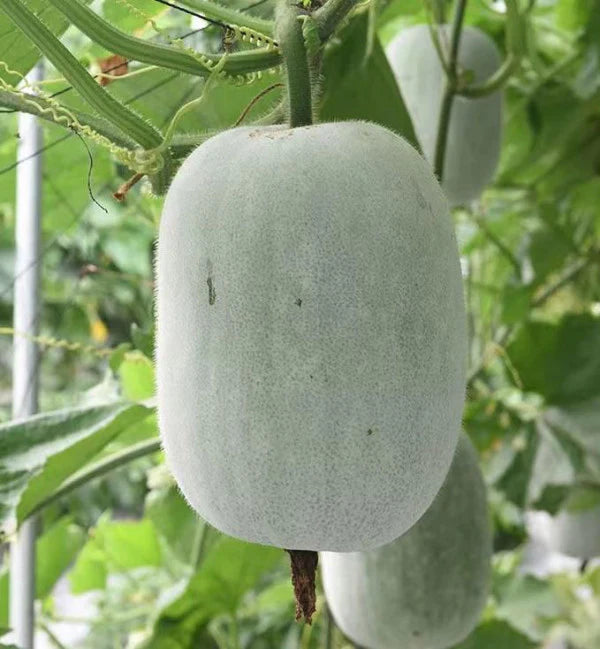 Ash Gourd-Ganges