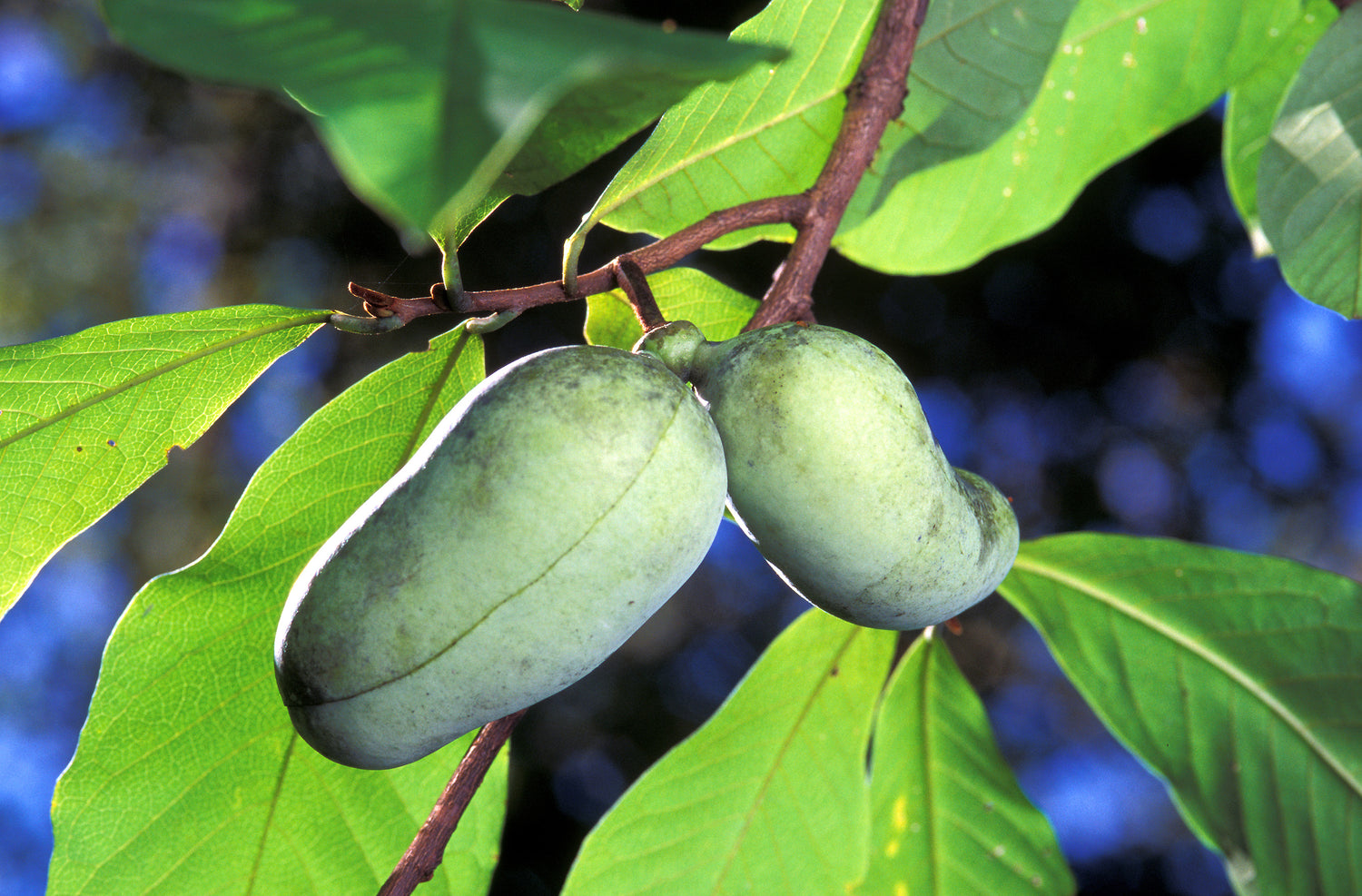 Pawpaw (Asimina triloba) – Tropical Fruit with a Unique Flavor, High in Nutrients