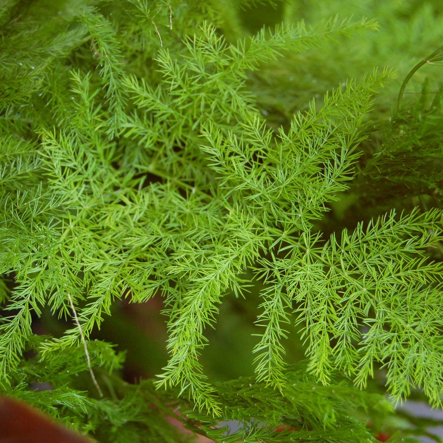 Green Asparagus Fern Plant Seeds for Planting heirloom & Non-GMO Seeds