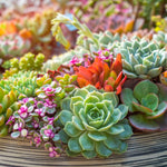 Assortment of mature Succulent plants in a decorative container