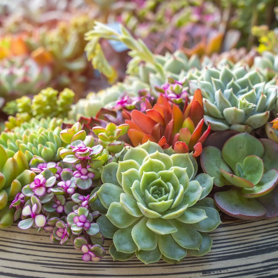 Assortment of mature Succulent plants in a decorative container