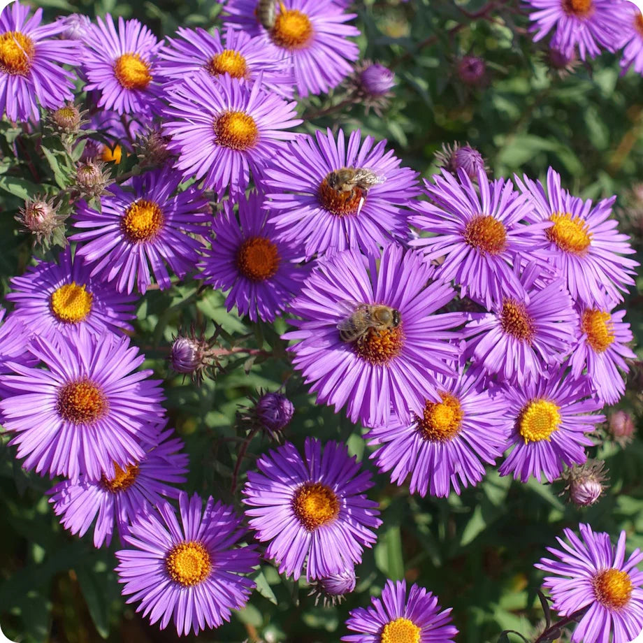 Semi Aster Rainbow Perennial Flowering Seeds For Planting