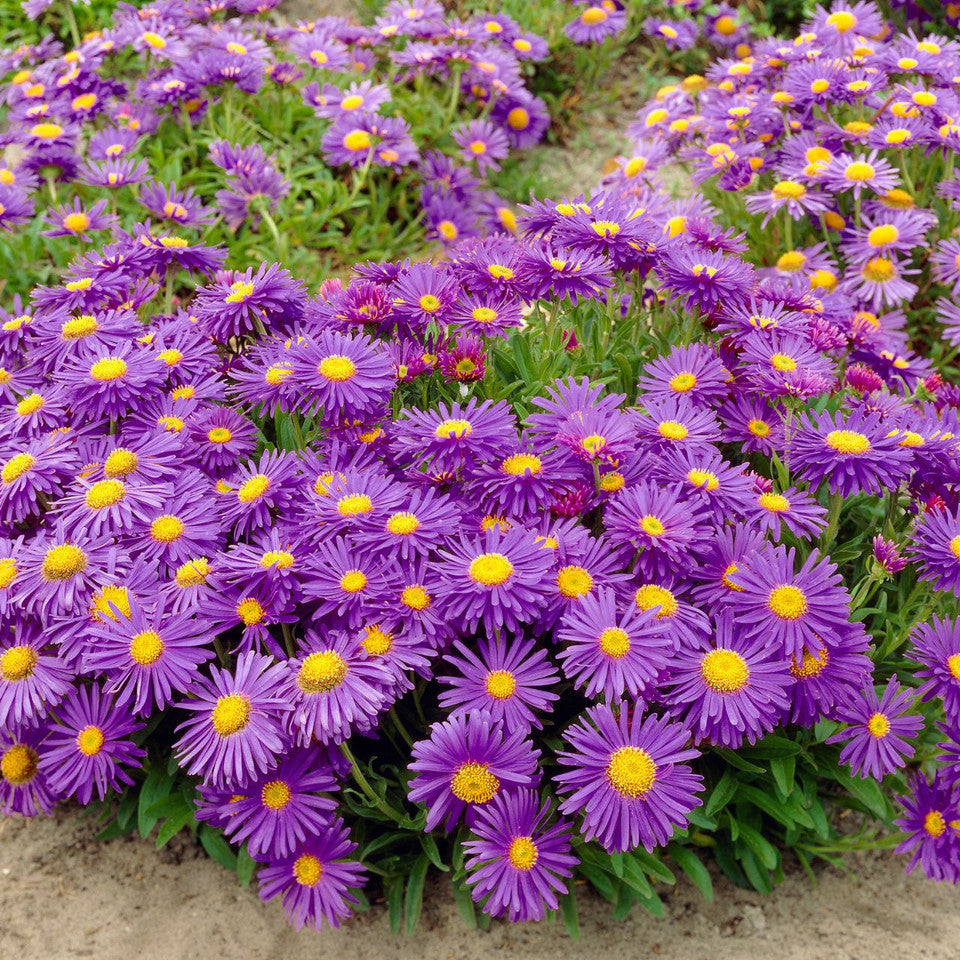 Aster Alpinus Seed