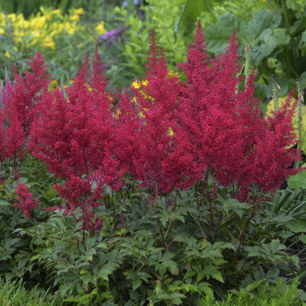 Sentinel Flower Home Landscape Plant Seeds