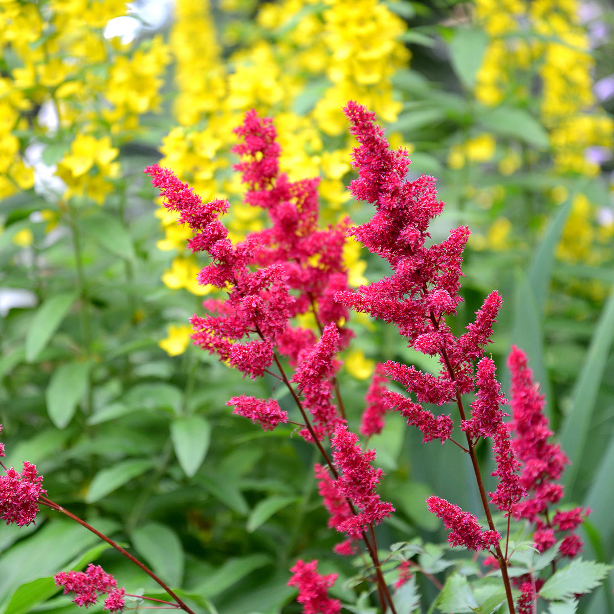 Astilbe Red Cattleya False Spirea Bulbs