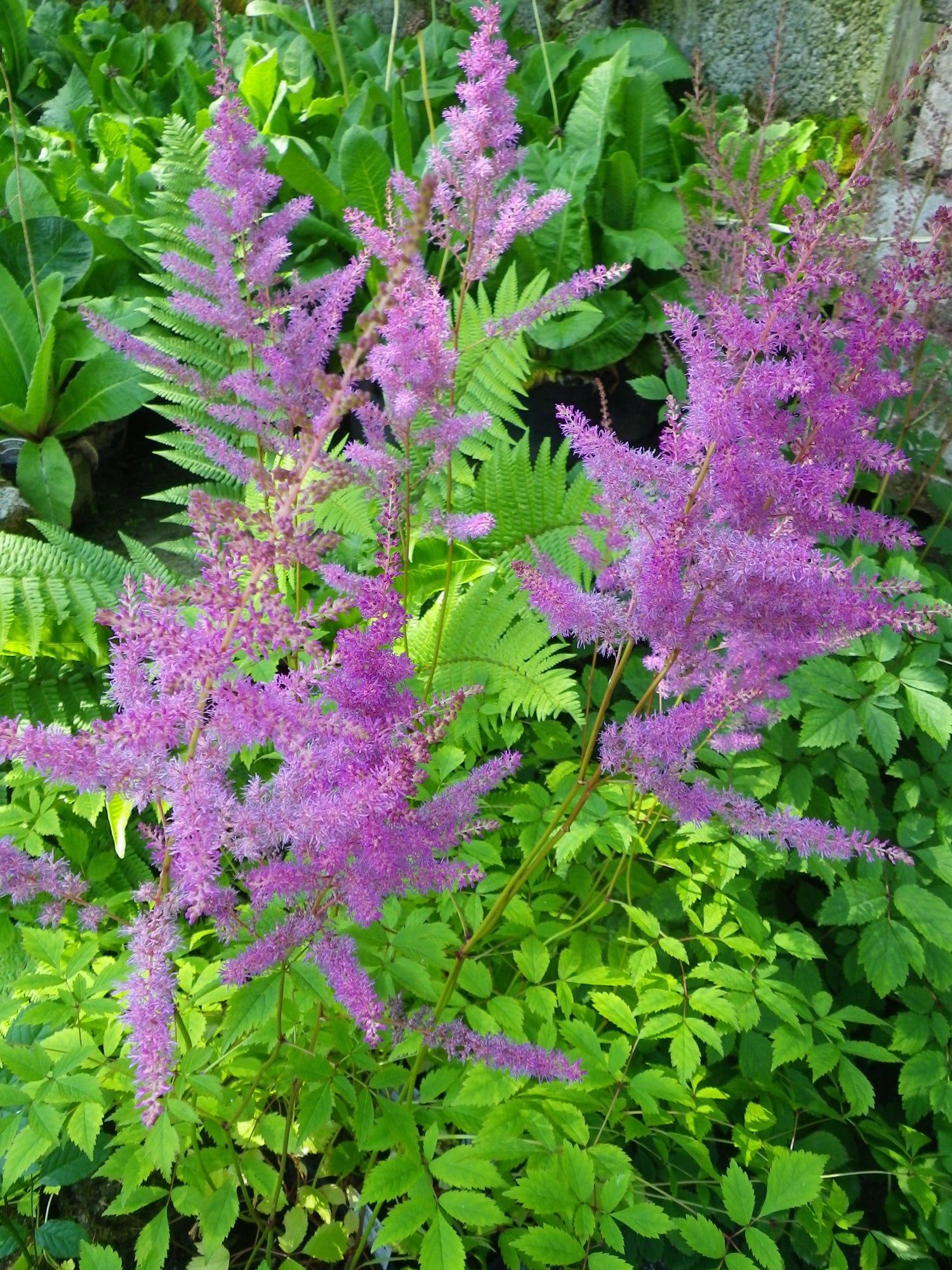 Astilbe Nemo Bulbs