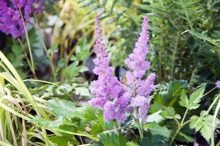 Astilbe Pumila Flower Seeds for Planting – Shade-Loving Perennial Blooms