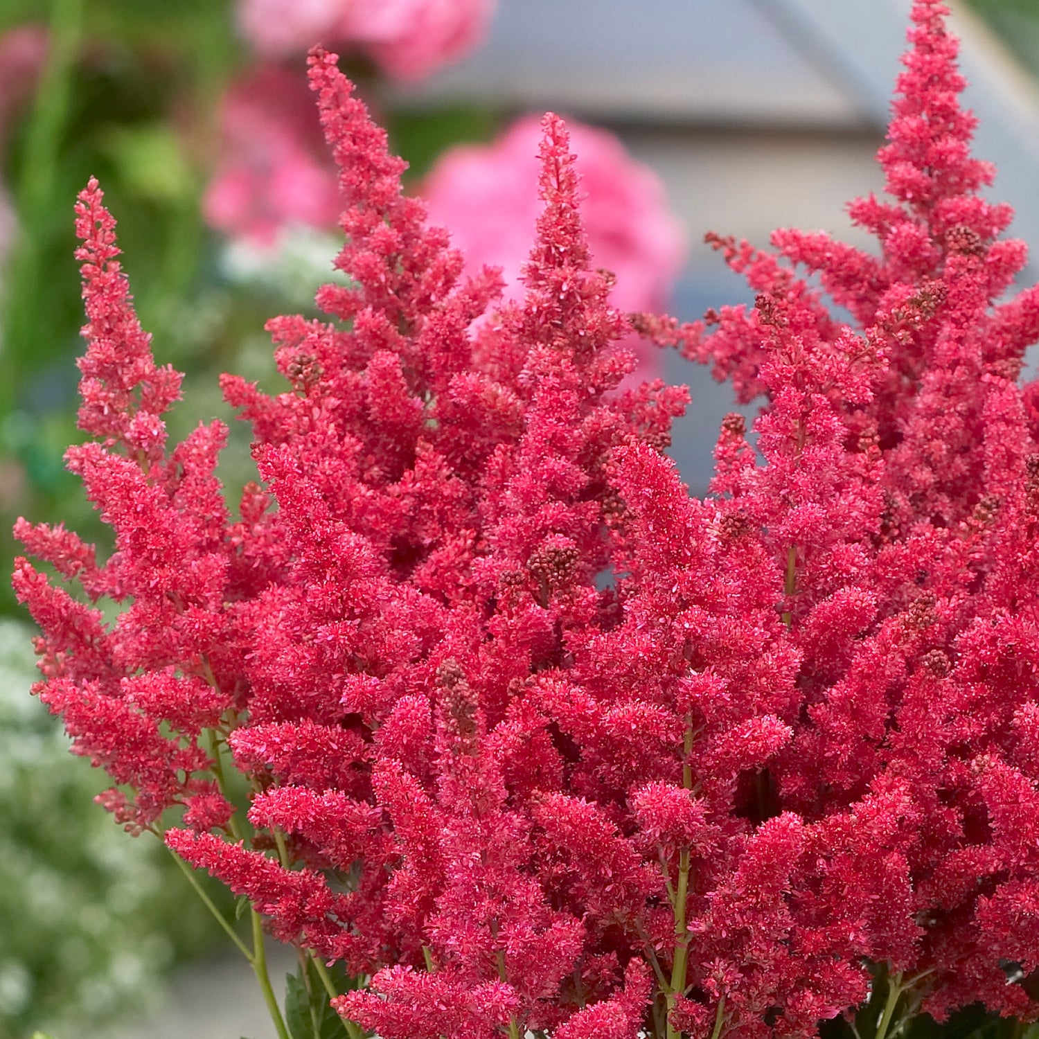 Astilbe Fireberry Bulbs