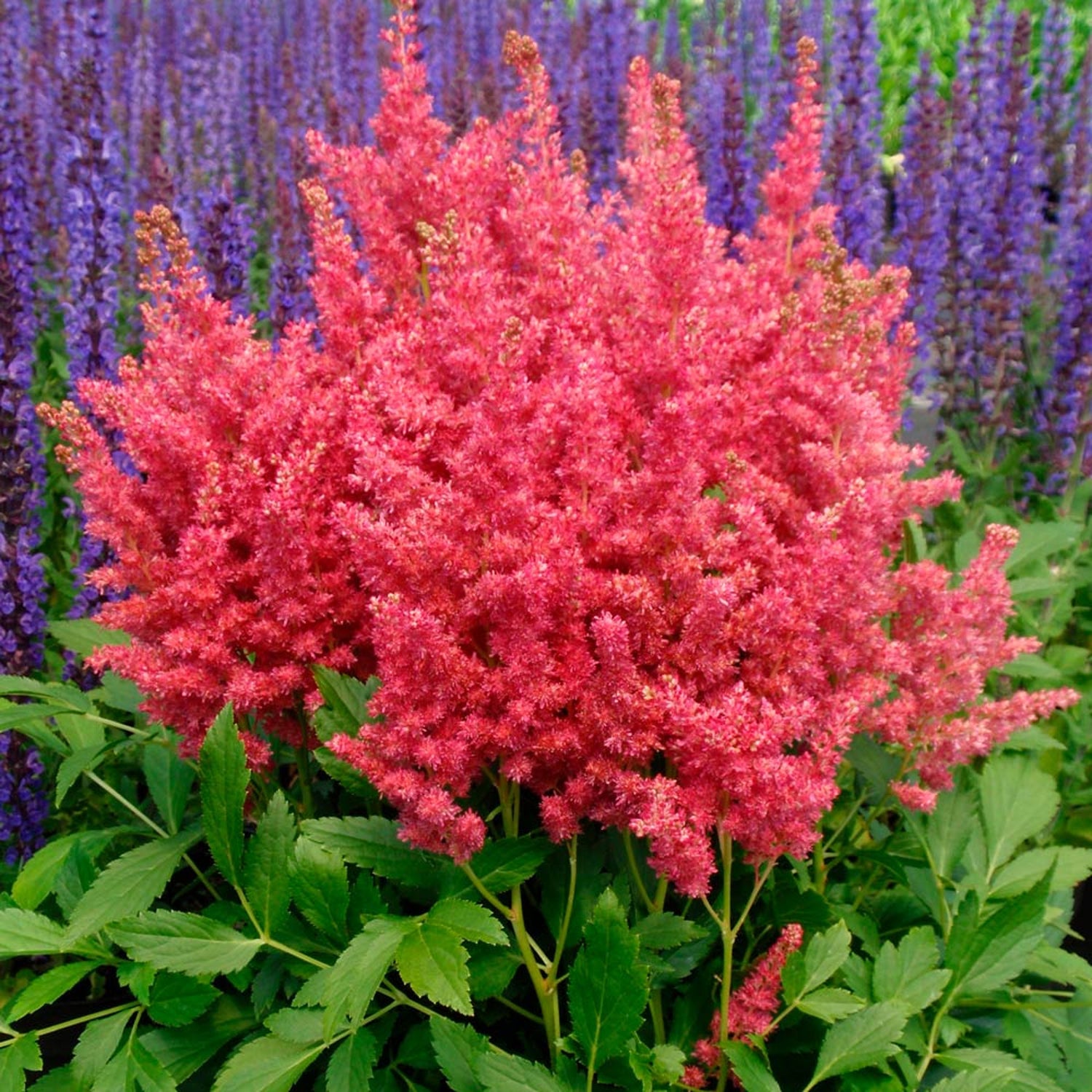 Astilbe Fireberry Bulbs