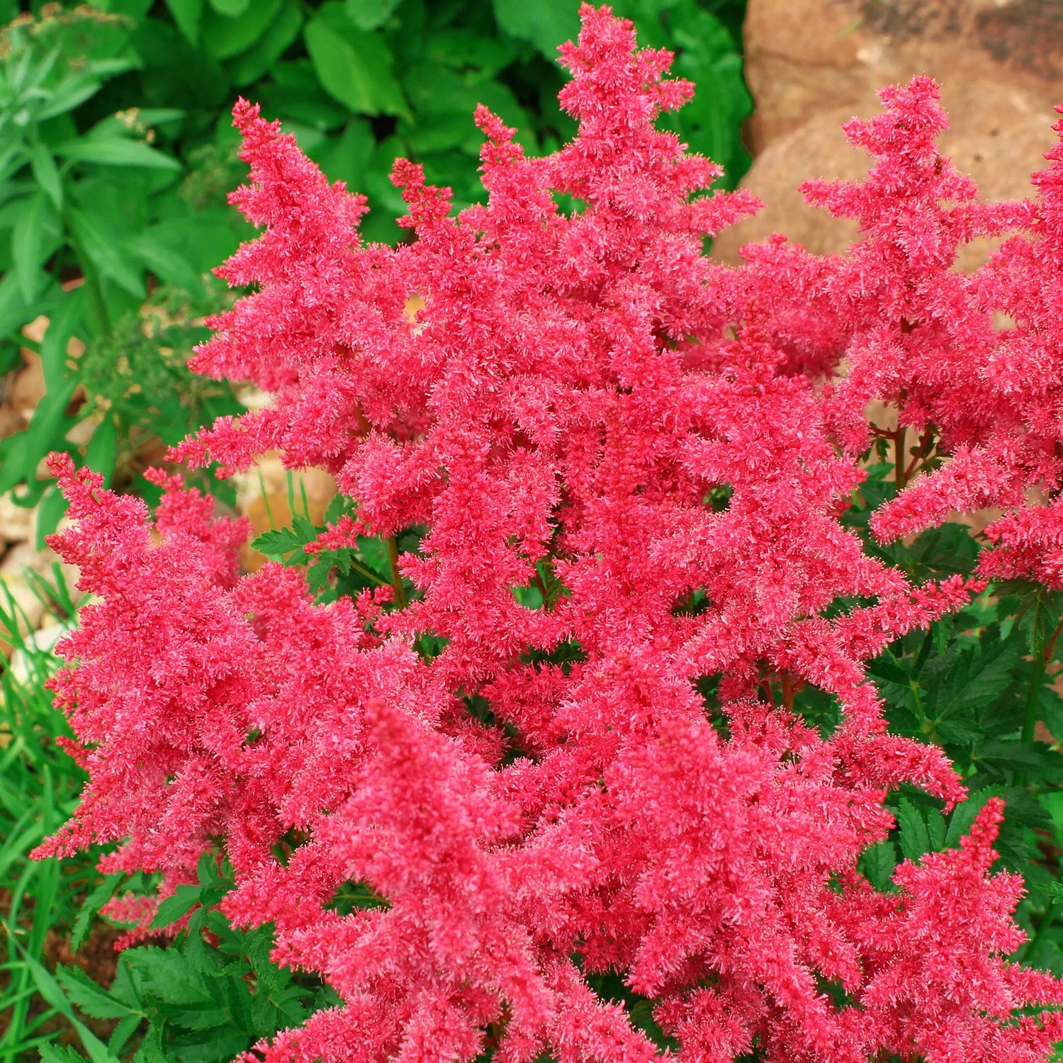 Astilbe Fireberry Bulbs