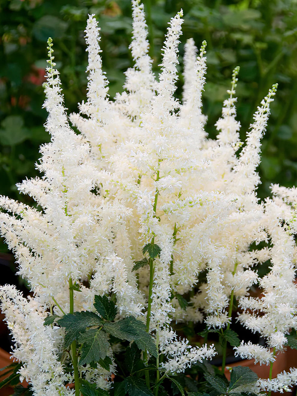 Astilbe Roots - Diamant Seeds