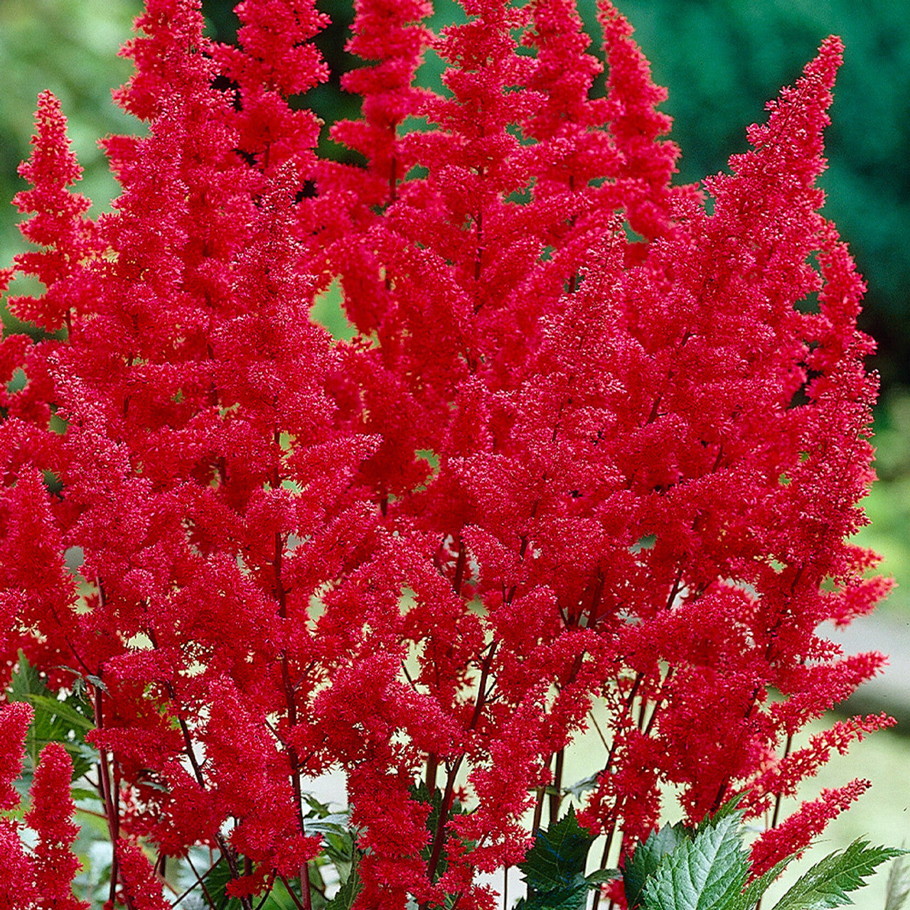 Astilbe Red Cattleya False Spirea Bulbs