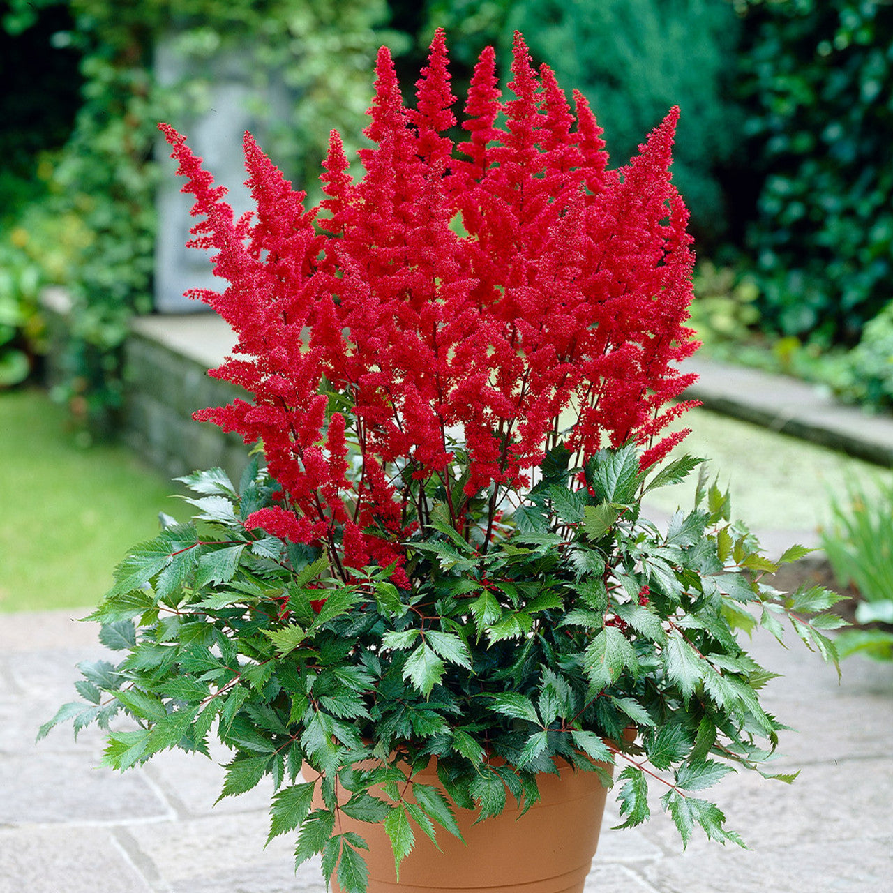 Astilbe Red Cattleya False Spirea Bulbs