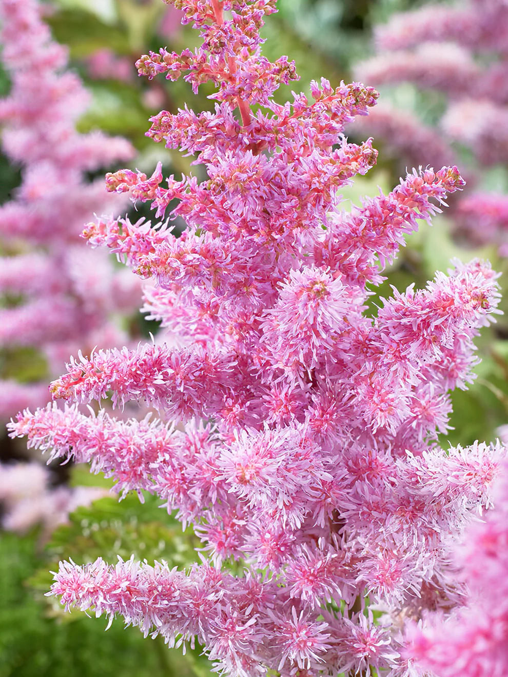 Astilbe Finale Bulbs