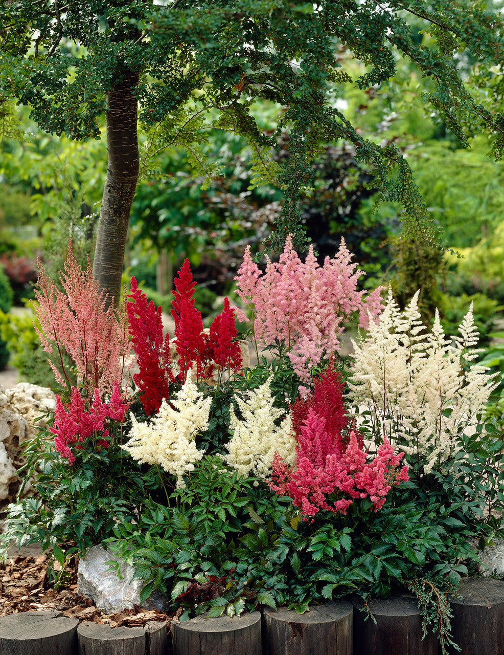 Astilbe Roots - Mix Seeds