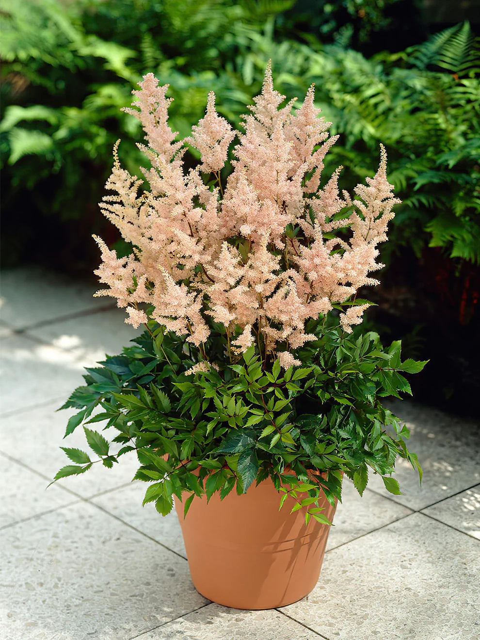 Astilbe Roots - Peach Blossom Seeds