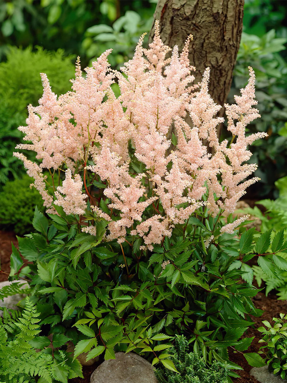 Astilbe Roots - Peach Blossom Seeds