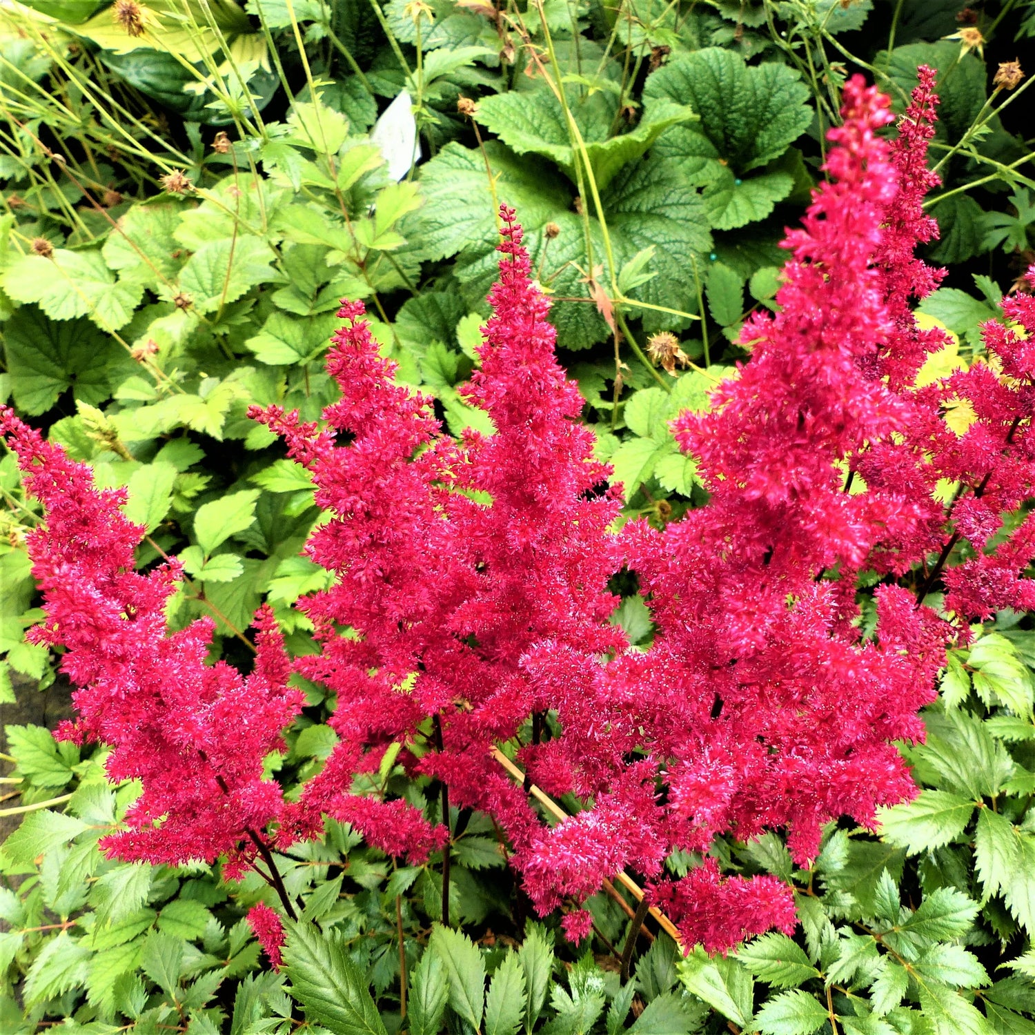 Astilbe Black Pearls Bulbs