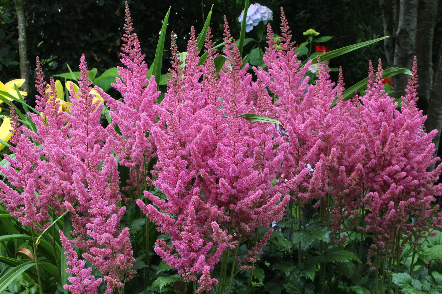 Astilbe Finale Bulbs