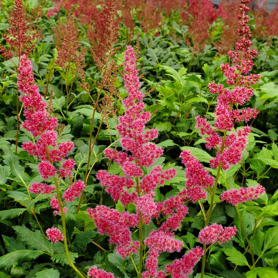 Sentinel Flower Home Landscape Plant Seeds