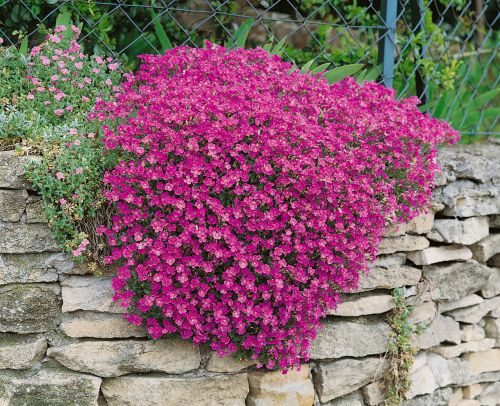 Aubrieta Pink Imported heirloom non-gmo organic garden seeds