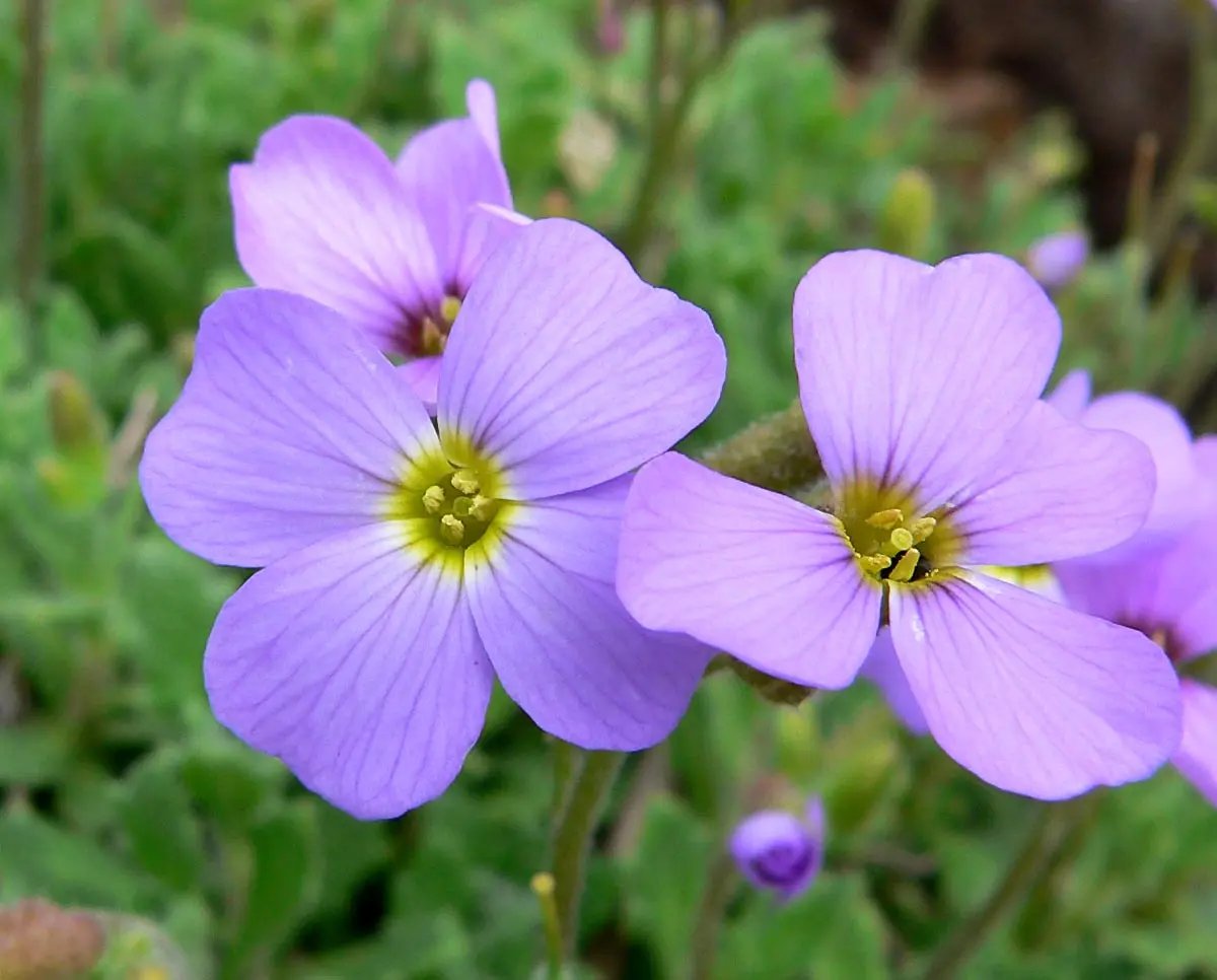 Aubretia Deltoides Plant Seeds for Planting - NON GMO Seeds for planting in home garden