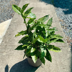 Germination of Aucuba japonica Gold Dust seeds