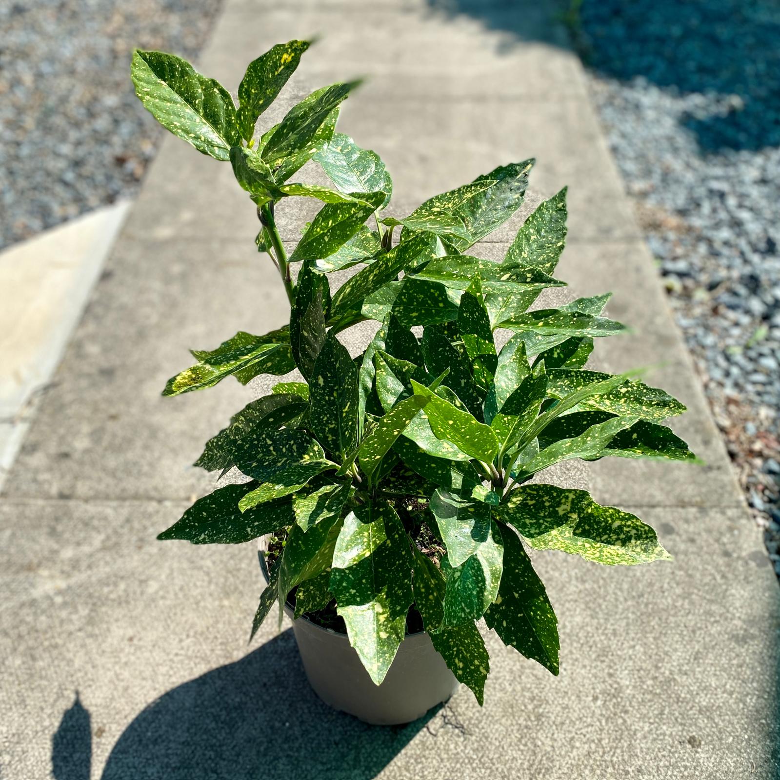 Germination of Aucuba japonica Gold Dust seeds