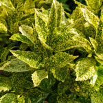 High-quality Aucuba japonica Gold Dust ornamental plant seeds for indoors