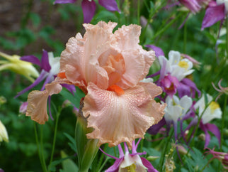 Augustine Tall Bearded Iris